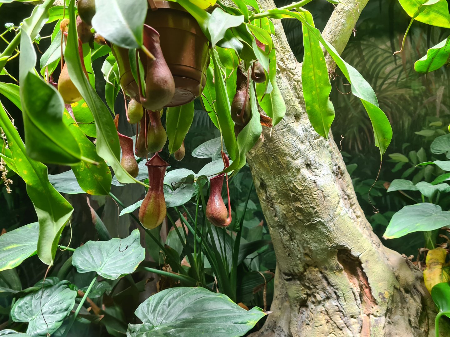 Asia - Nephentes carnivorous plants in Rumah Asia
