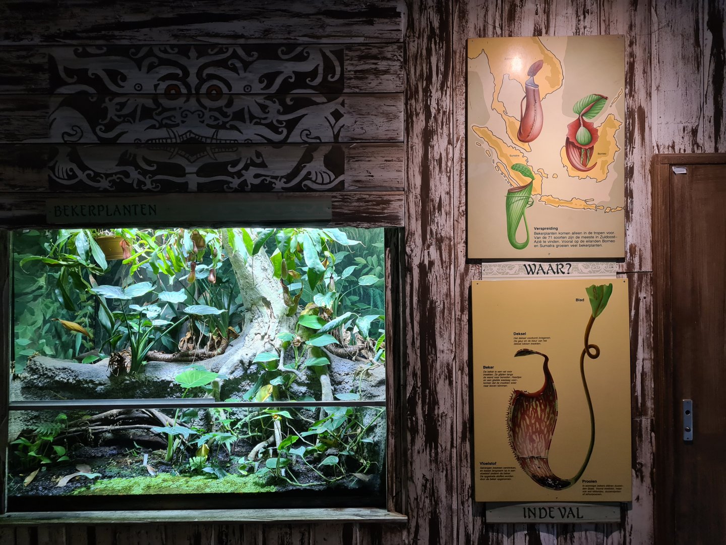 Asia - Nephentes terrarium and signage in Rumah Asia