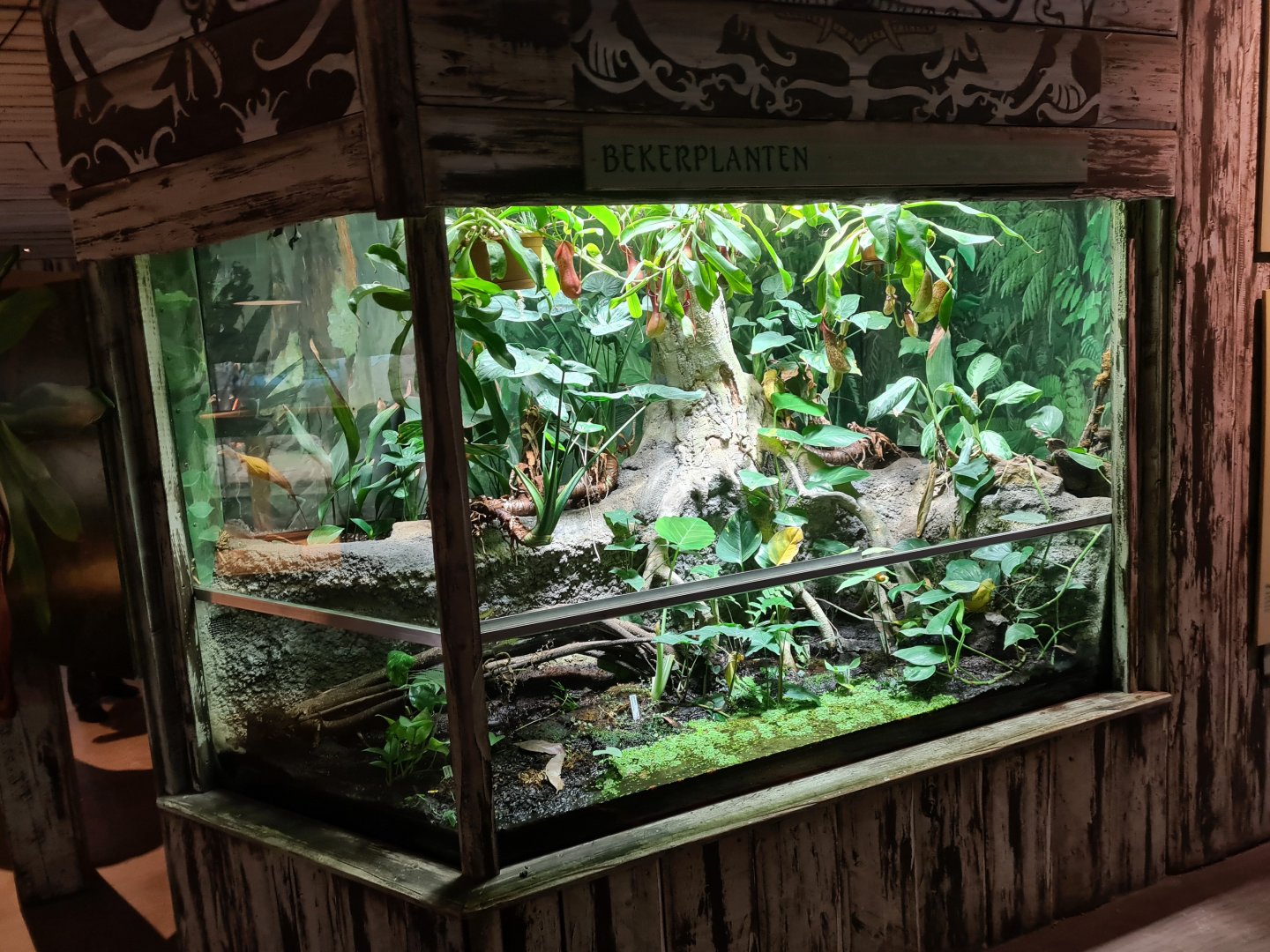 Asia - Nephentes terrarium in Rumah Asia