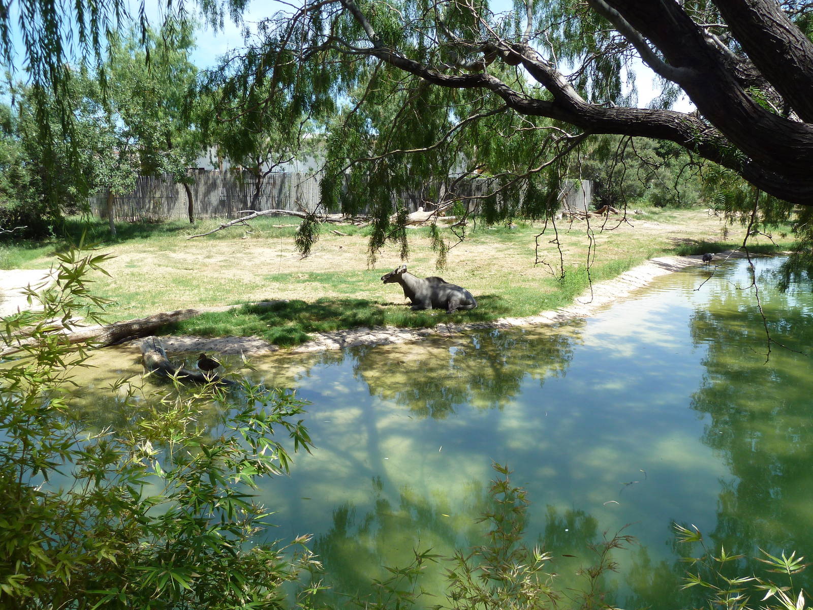 Asia - Nilgai/Blackbuck Exhibit