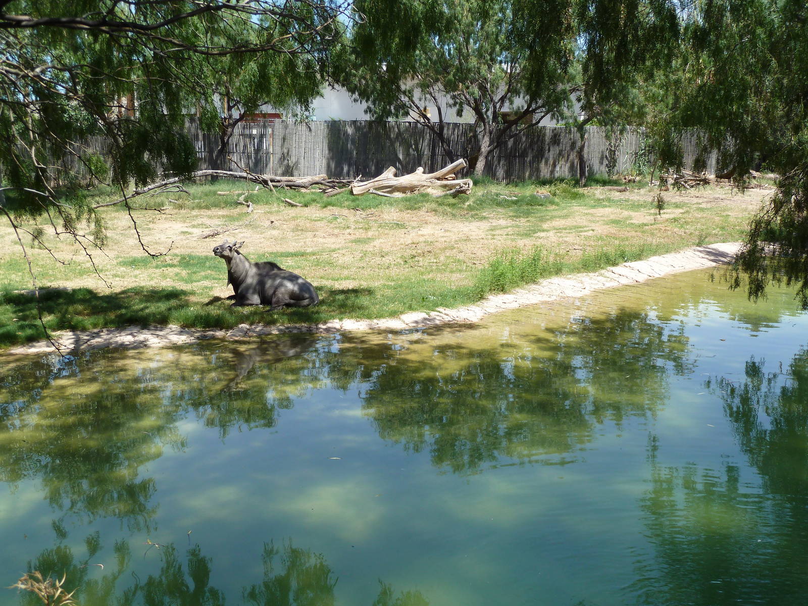 Asia - Nilgai/Blackbuck Exhibit