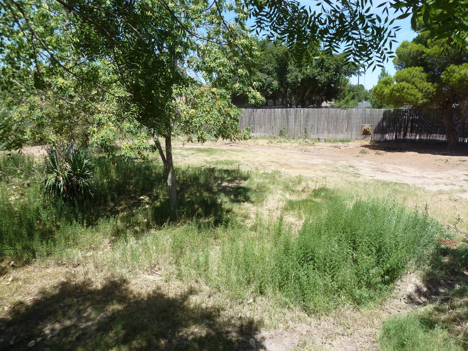 Asia - Nilgai/Blackbuck Exhibit