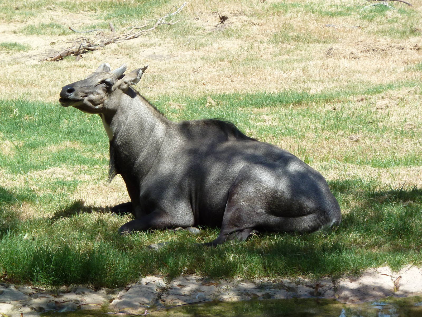 Asia - Nilgai