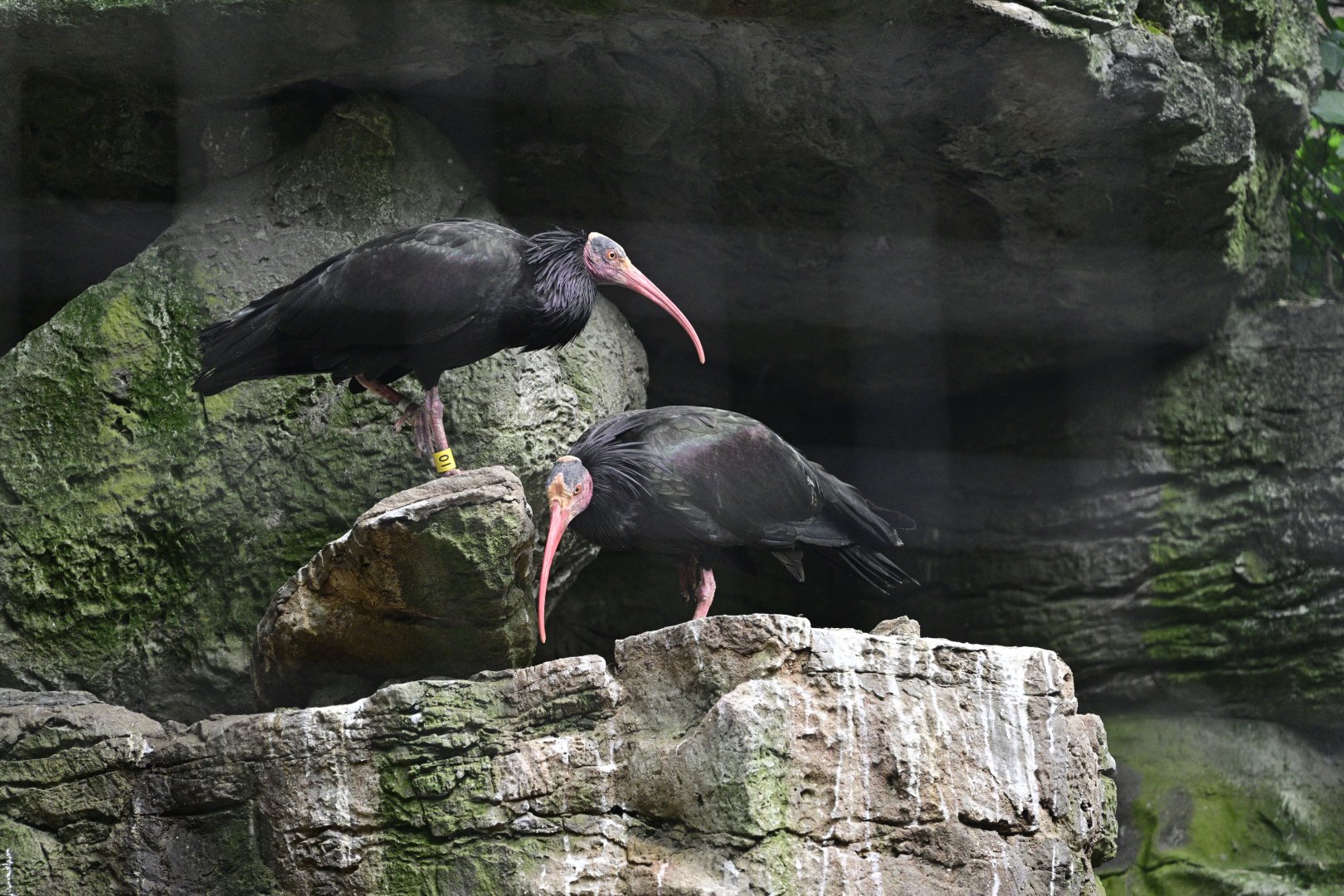 Asia - Northern Bald Ibis (Geronticus eremita)