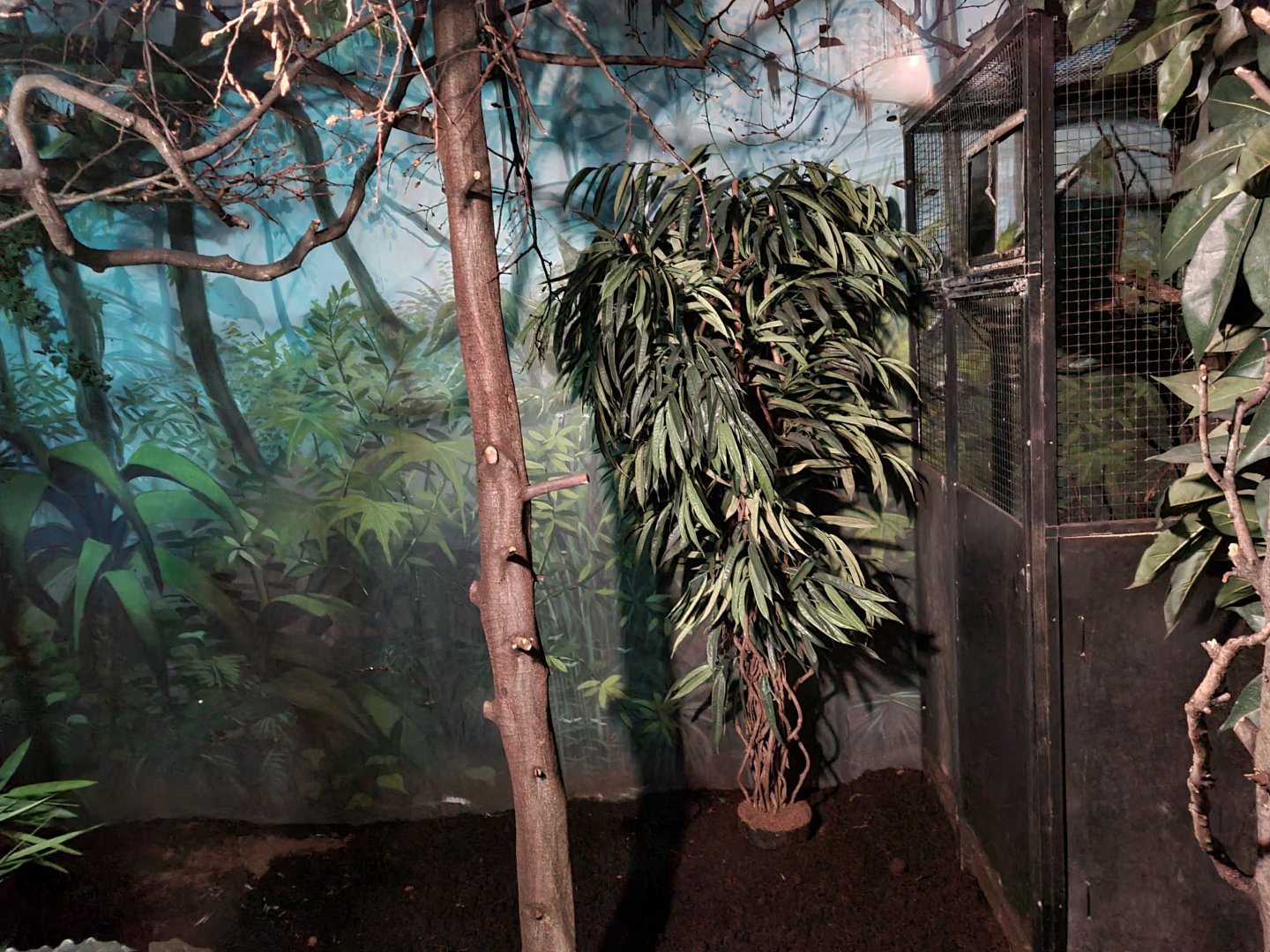 Asia - Northern dry zone slender loris enclosure