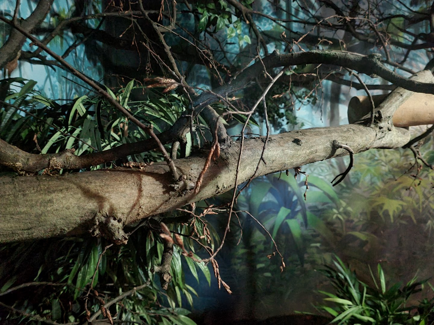 Asia - Northern dry zone slender loris enclosure