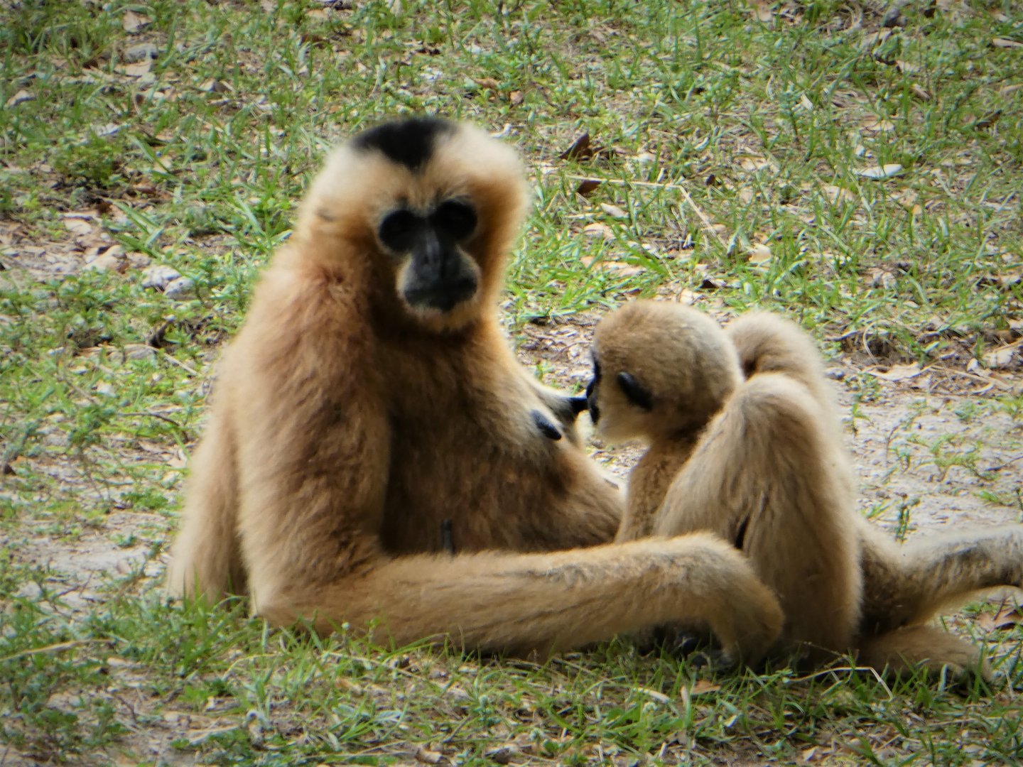Asia - Northern White-cheeked Gibbon and Baby