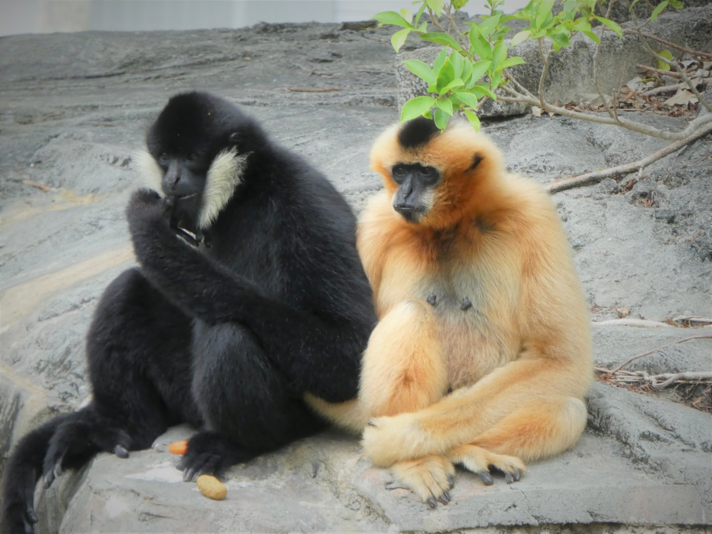 Asia - Northern White-cheeked Gibbons