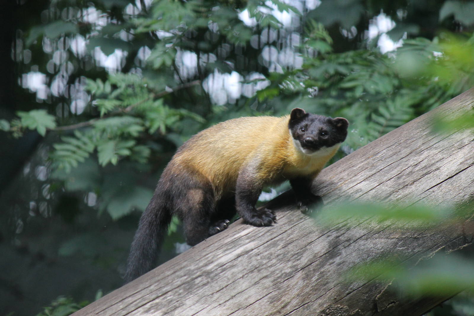 Asia - Northern yellow-throated marten