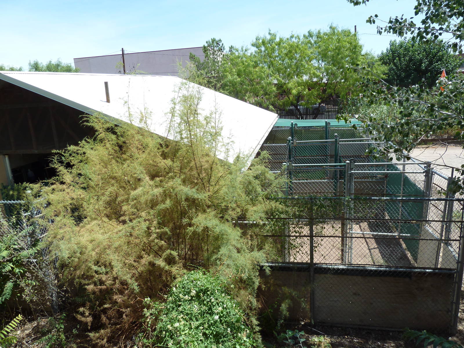 Asia - Off Exhibit Holding Yards