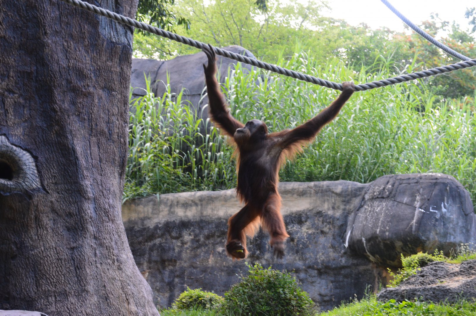 Asia - Orangutan