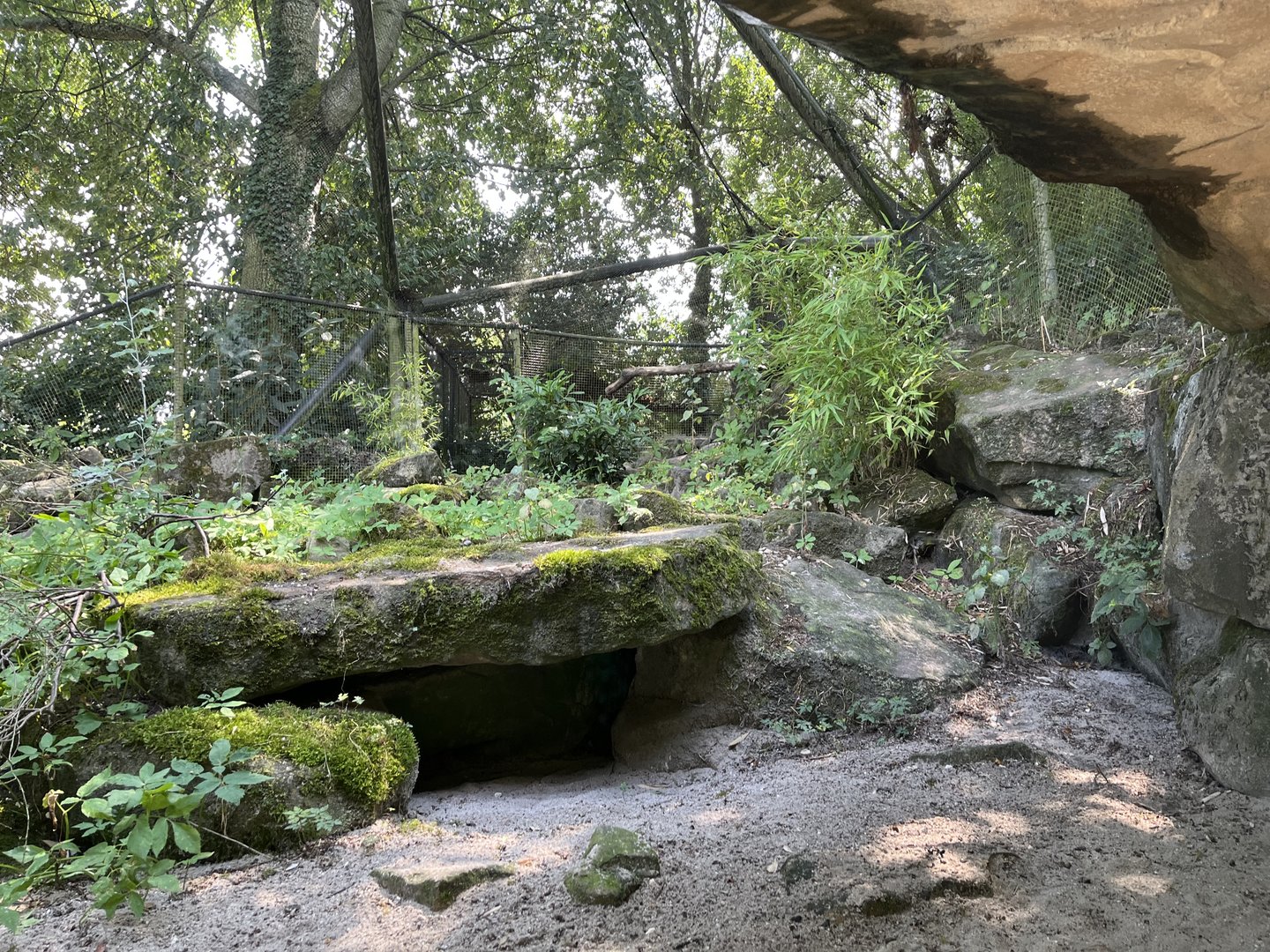 Asia- Pallas cat enclosure 13.7.23