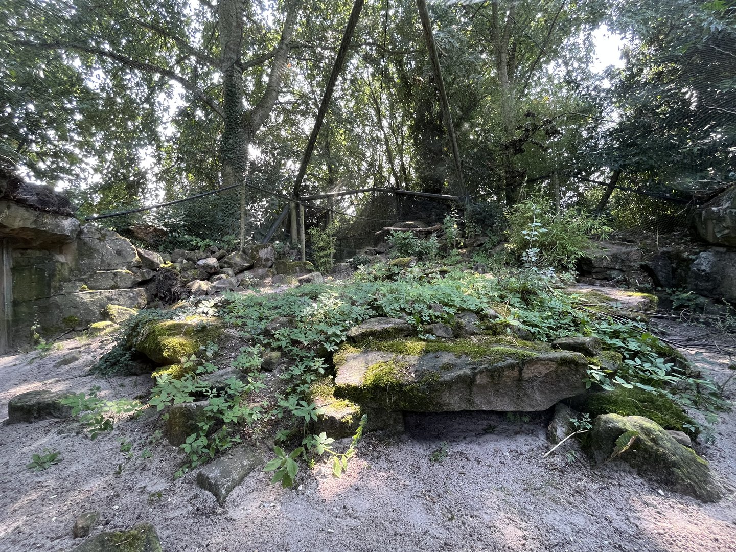 Asia- Pallas cat enclosure 13.7.23