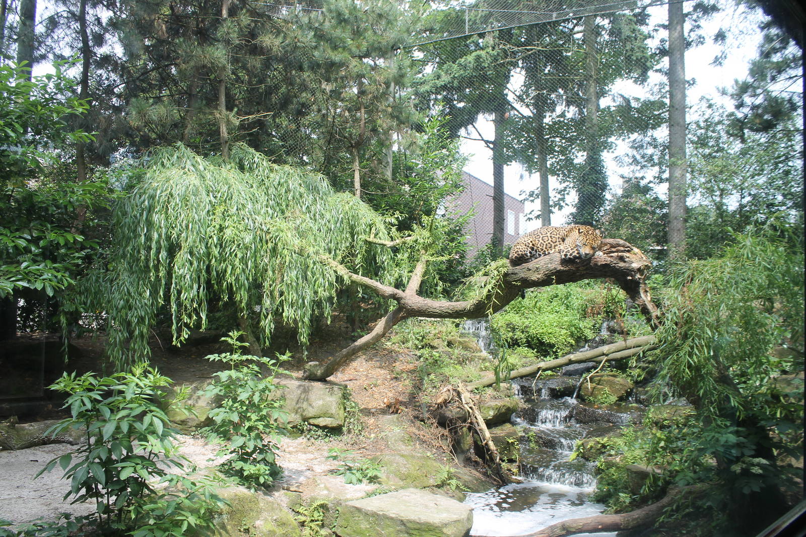 Asia - Panther/jaguar enclosure