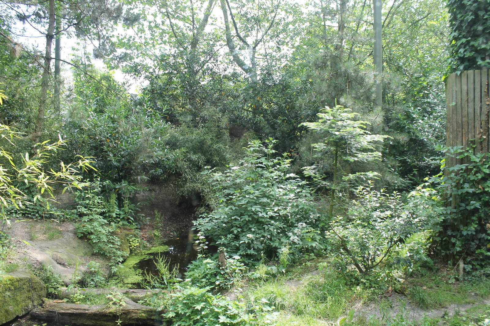 Asia - Part of tiger enclosure