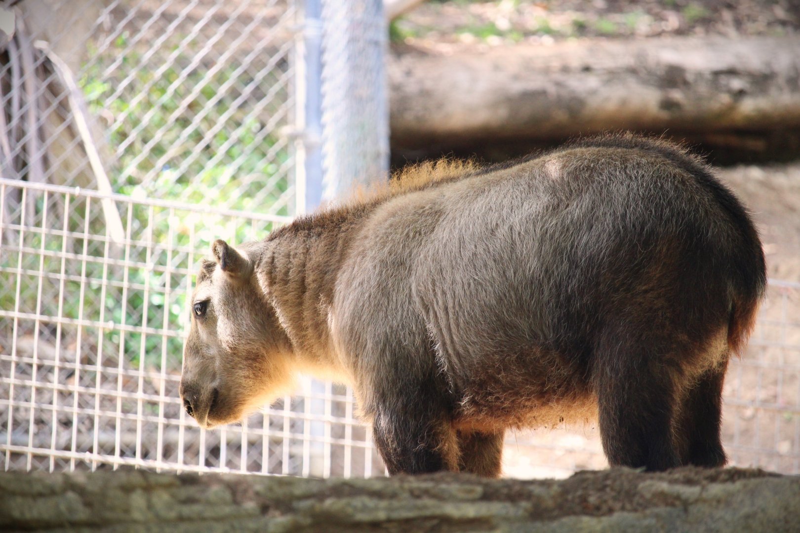 Asia Passage - Asian Leopards - Golden Takin Calf