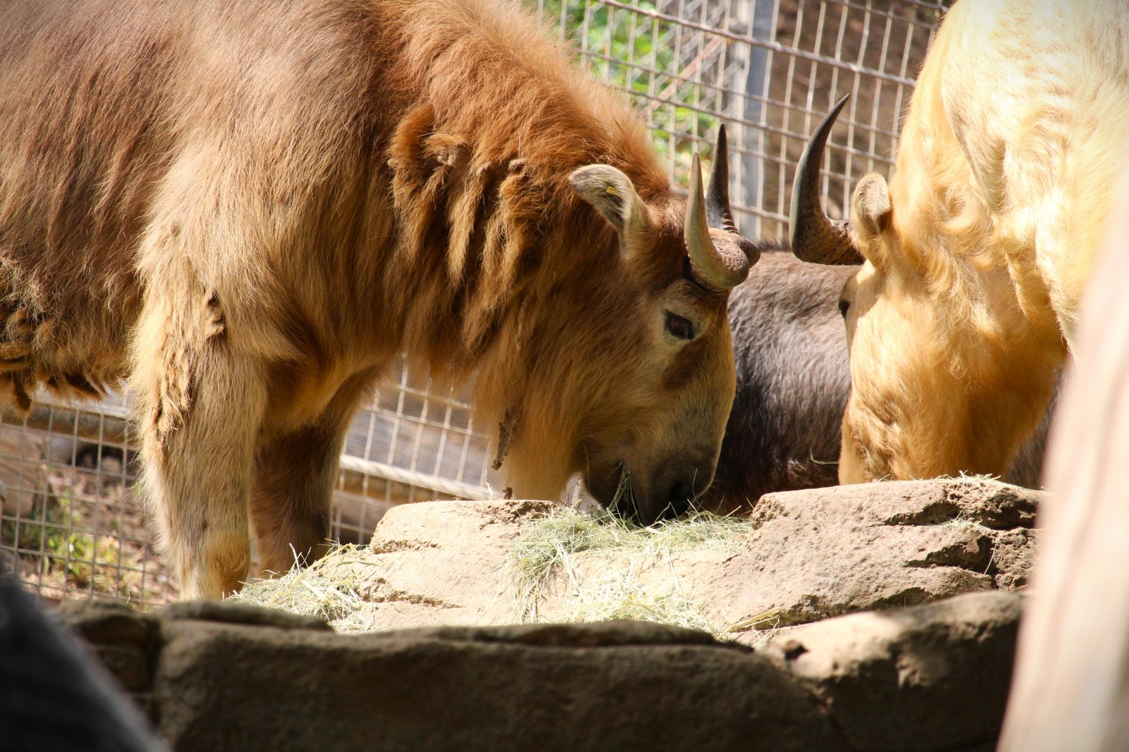 Asia Passage - Asian Leopards - Golden Takins