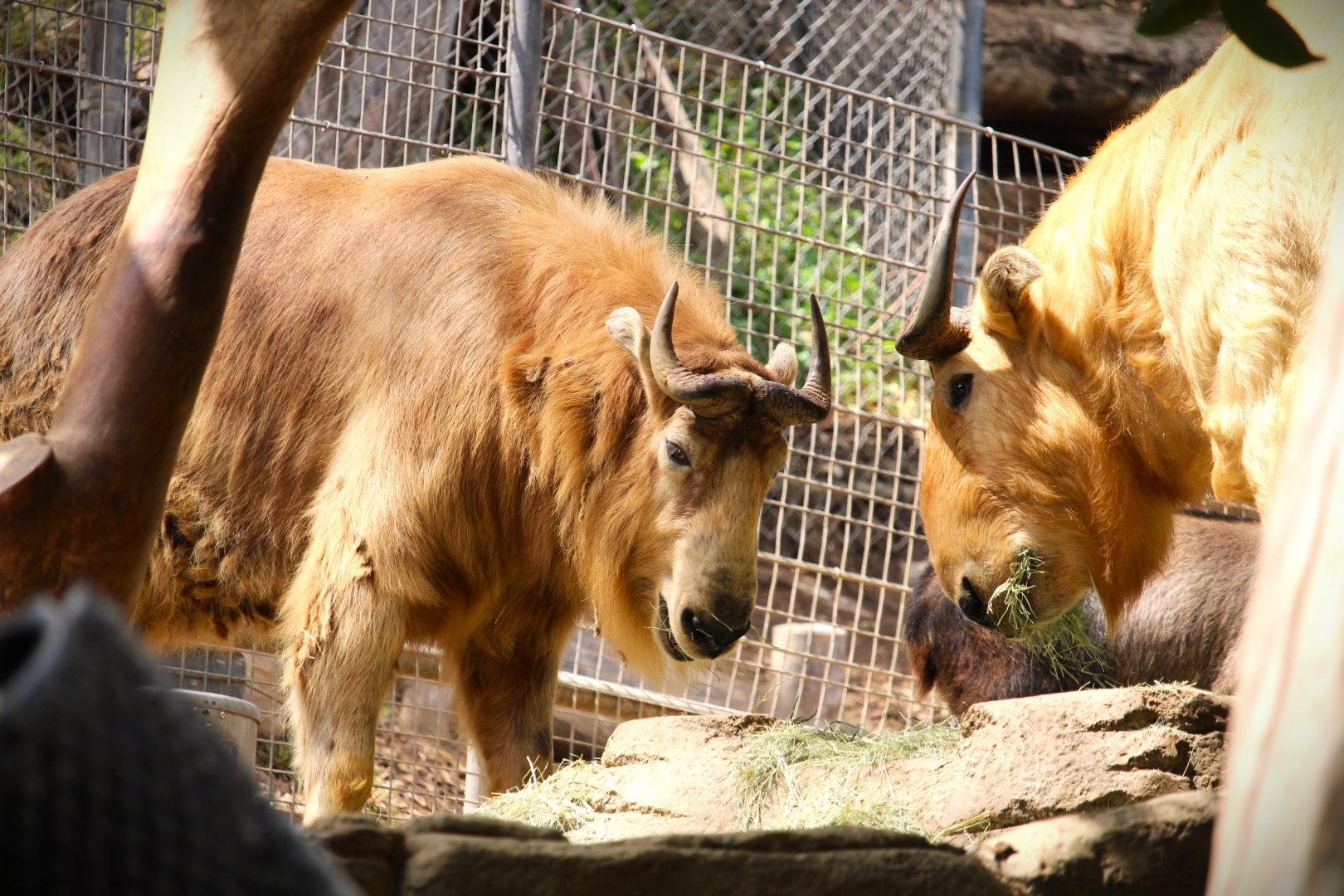 Asia Passage - Asian Leopards - Golden Takins