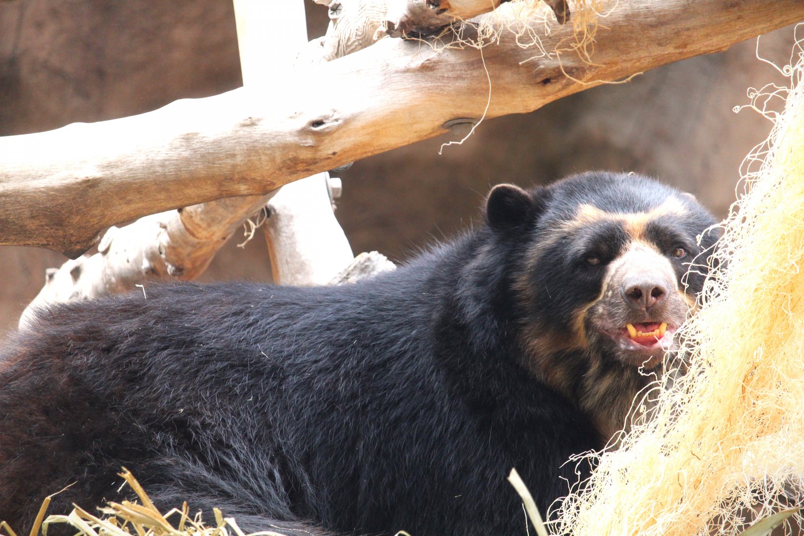 Asia Passage - Bear Canyon - Spectacled Bear
