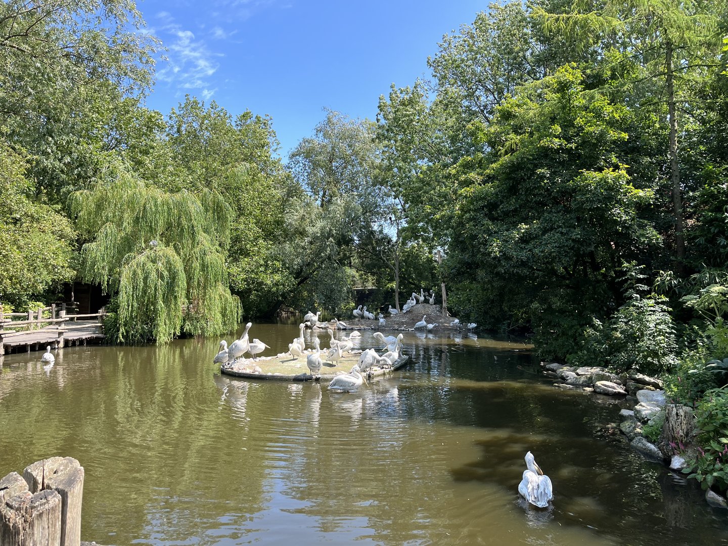 Asia- Pelican pond 13.7.23