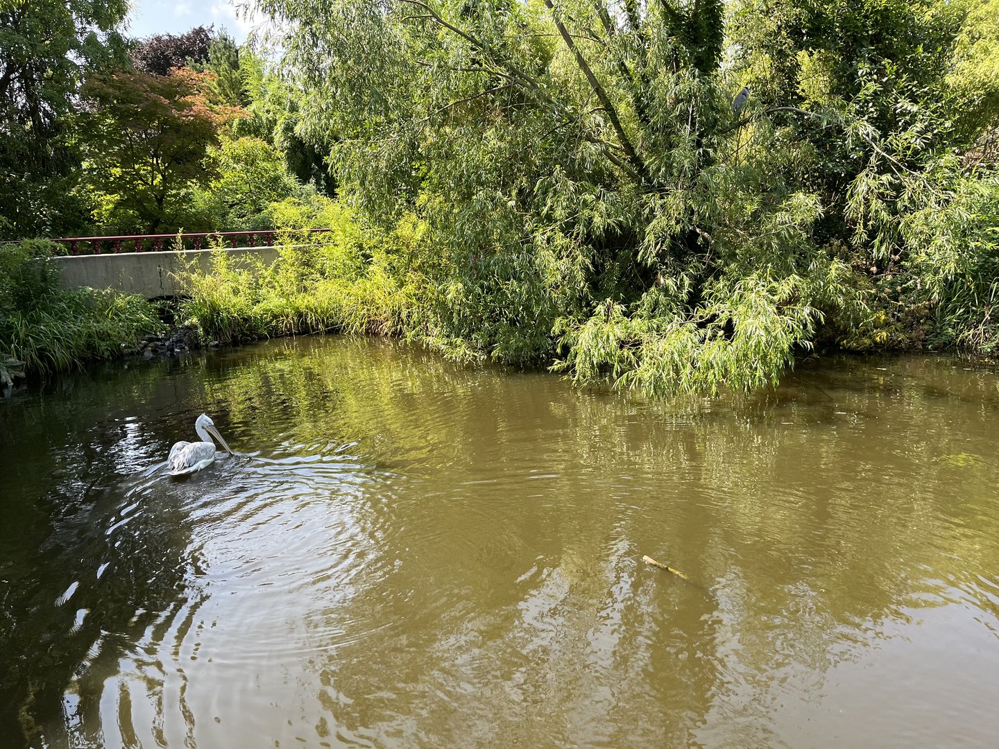 Asia- Pelican pond 13.7.23