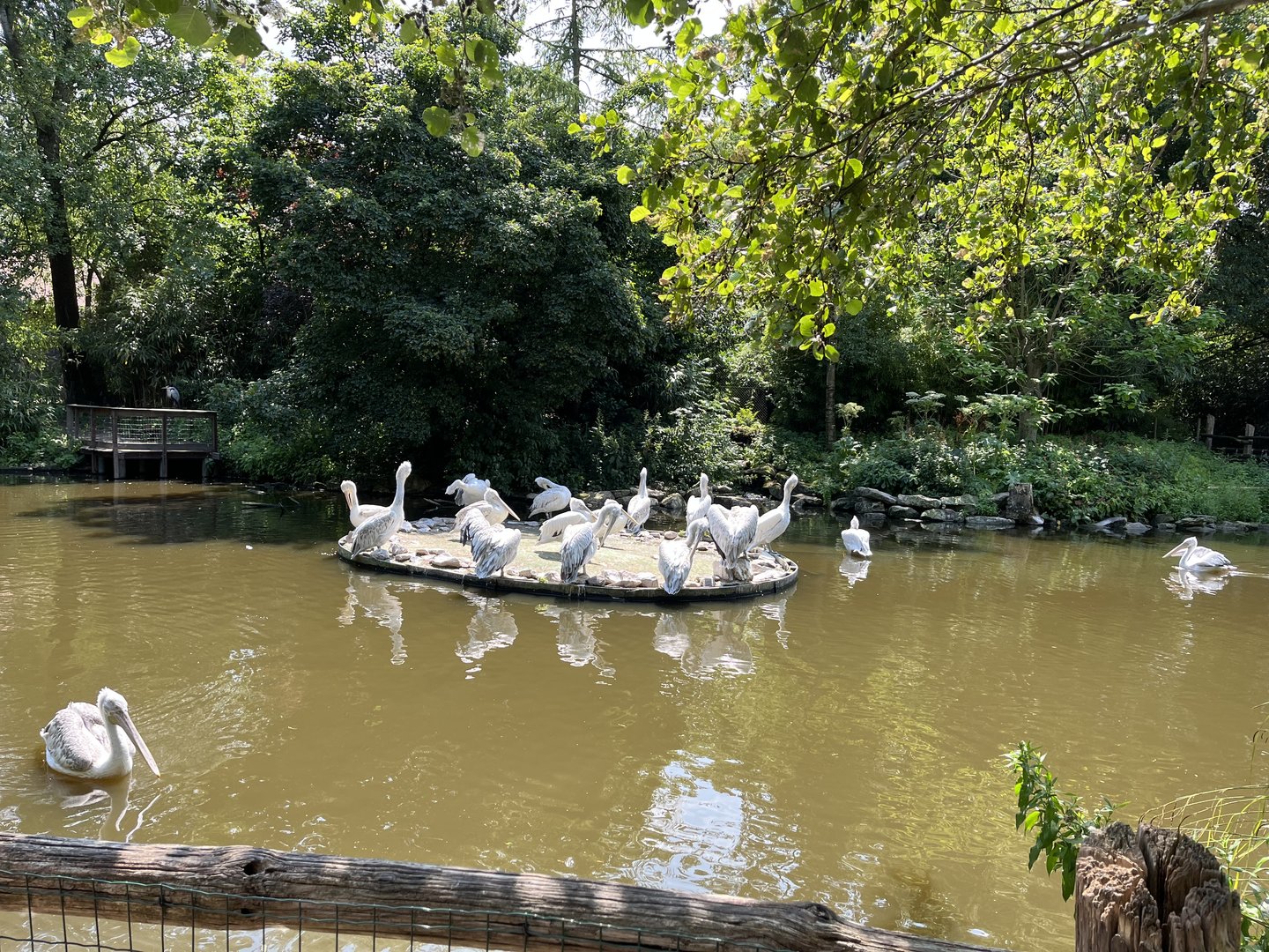 Asia- Pelican pond 13.7.23