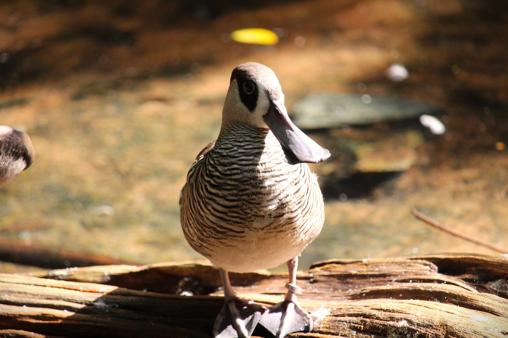 Asia - Pink-eared Duck