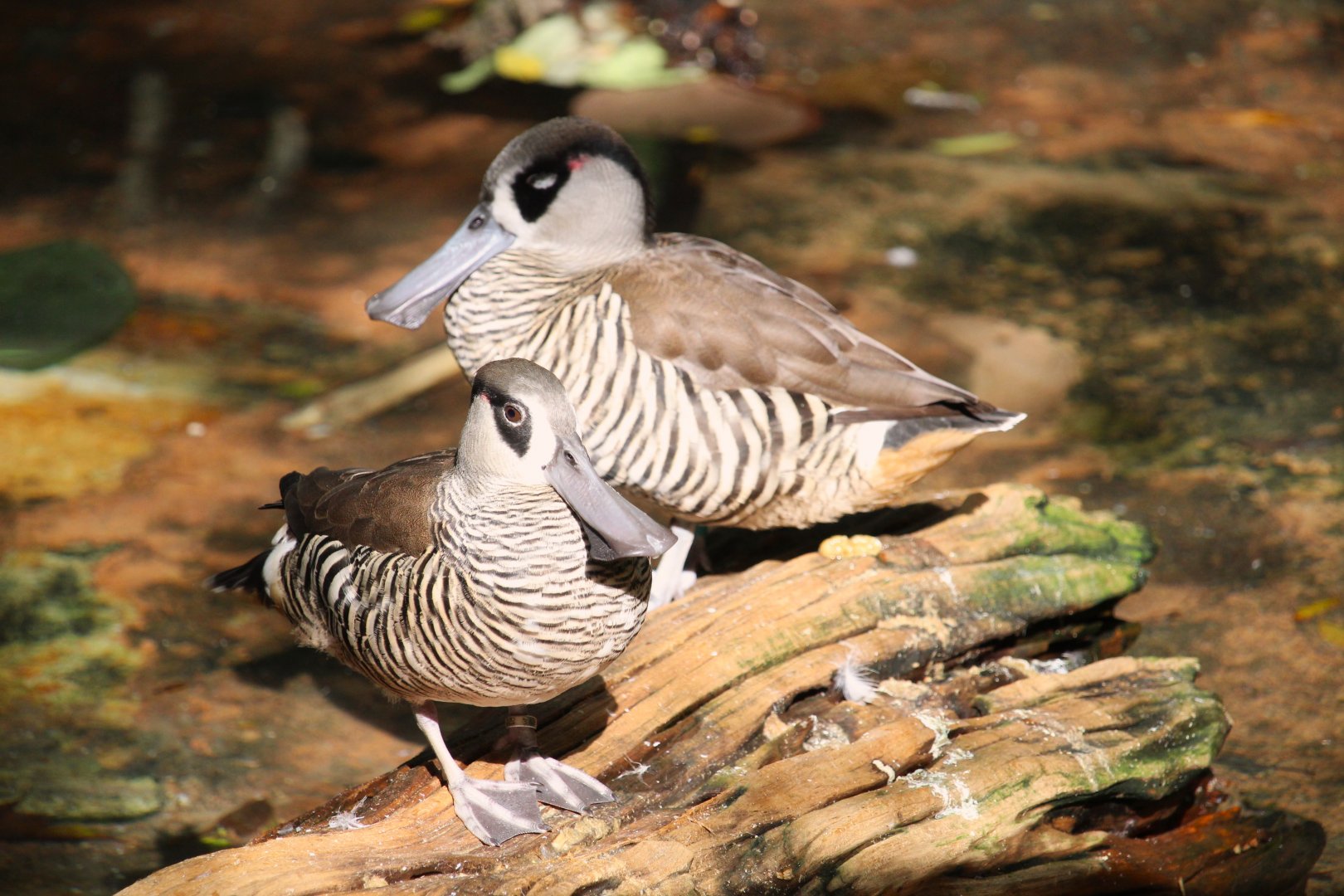 Asia - Pink-eared Ducks