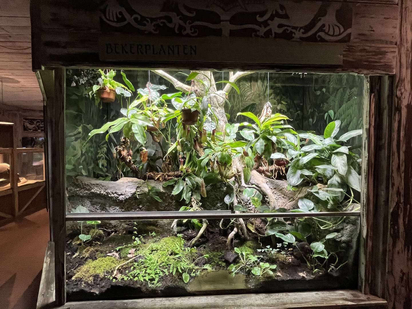 Asia- Pitcher plant terrarium 13.7.23