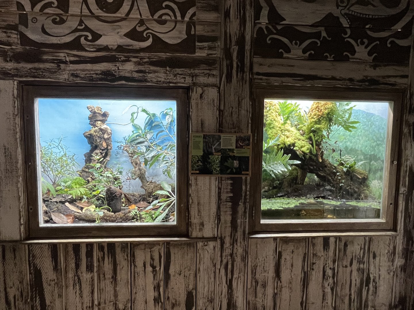 Asia- Plant terrariums 13.7.23