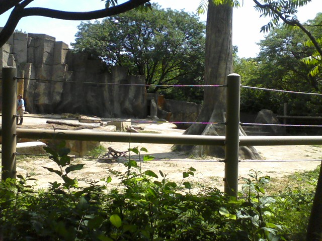 Asia Quest- African Elephant Bull yard