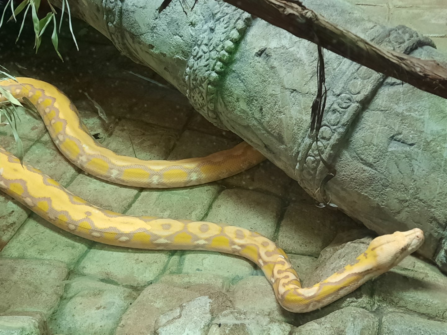 Asia Quest - Albino Reticulated Python