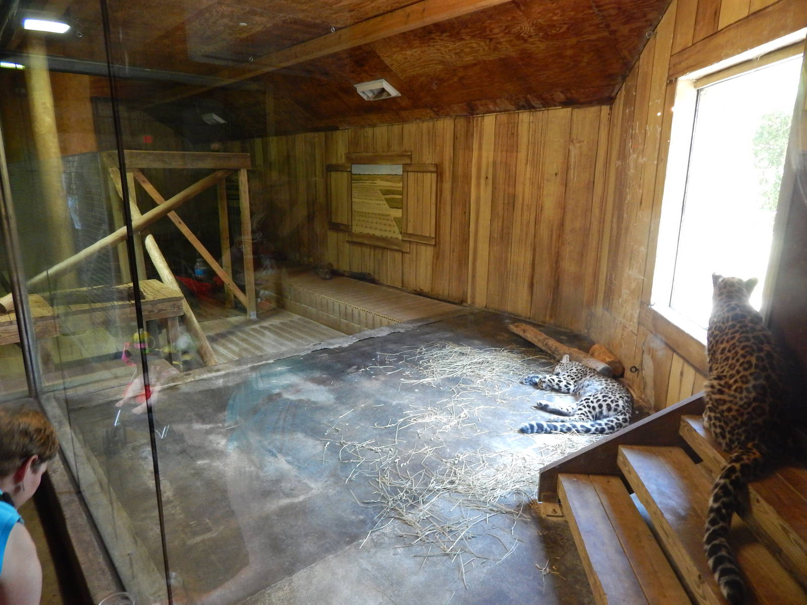 Asia Quest - Amur Leopard Cub Exhibit