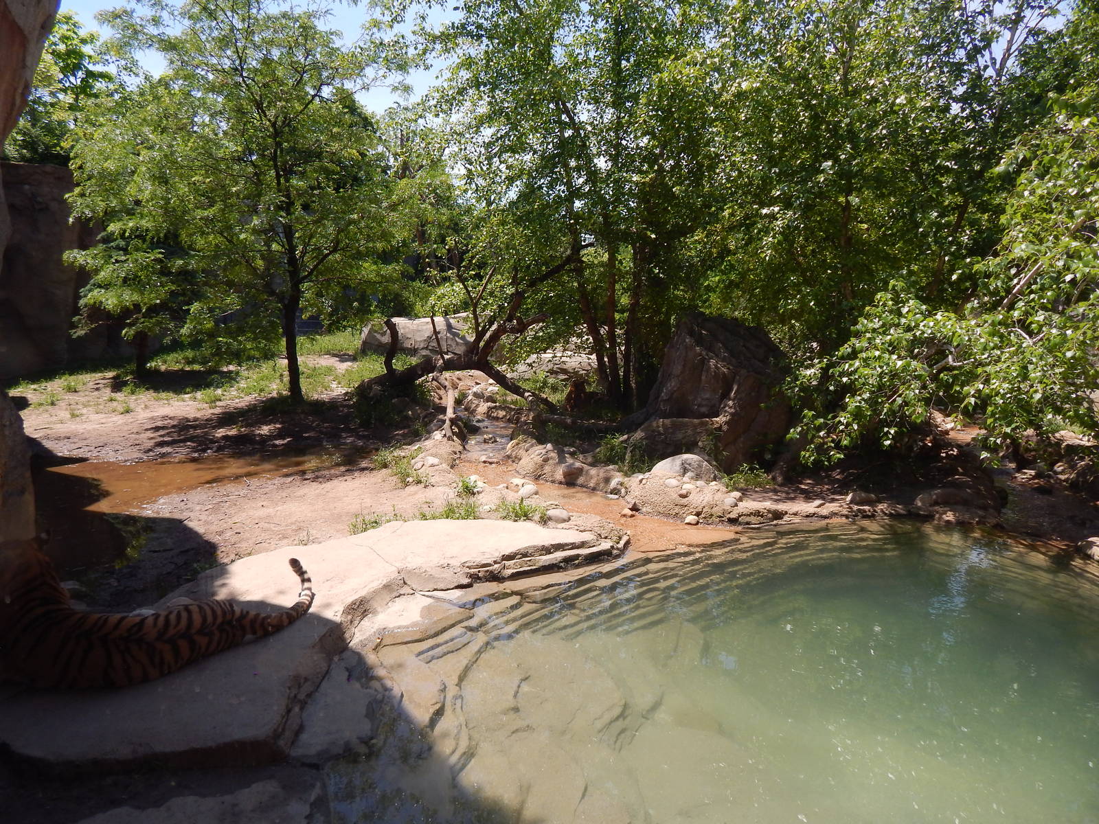 Asia Quest - Amur Tiger Exhibit - Window Vieiwng