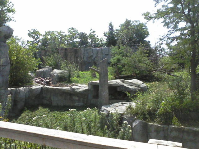 Asia Quest- Amur Tiger exhibit