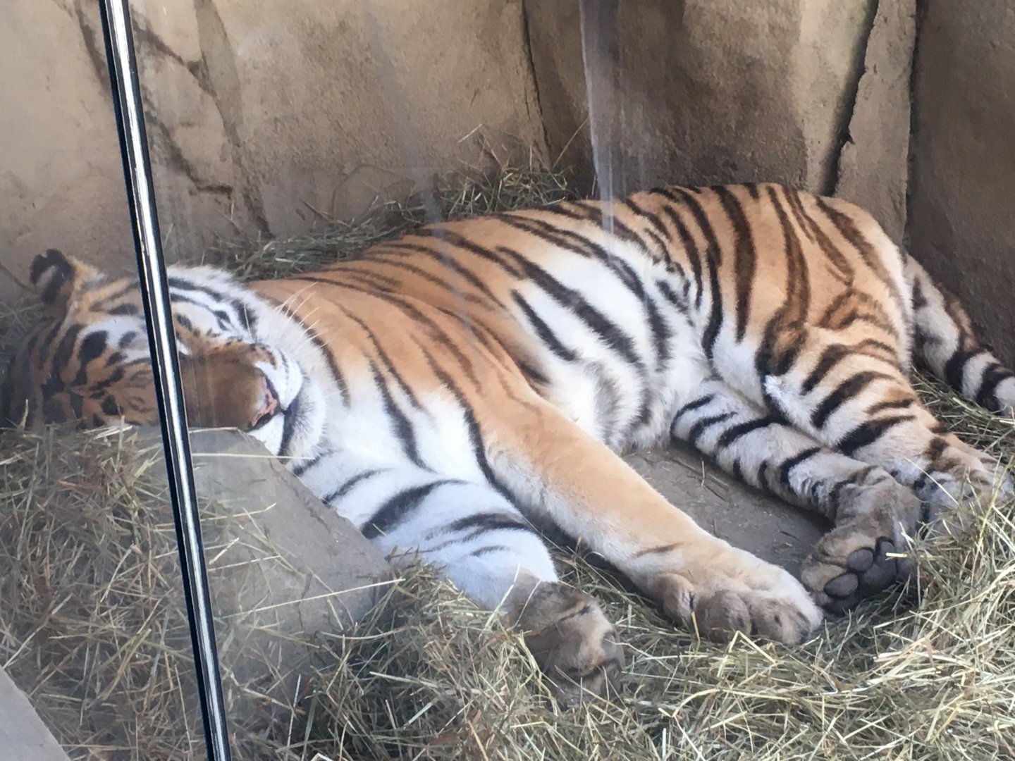 Asia Quest - Amur Tiger