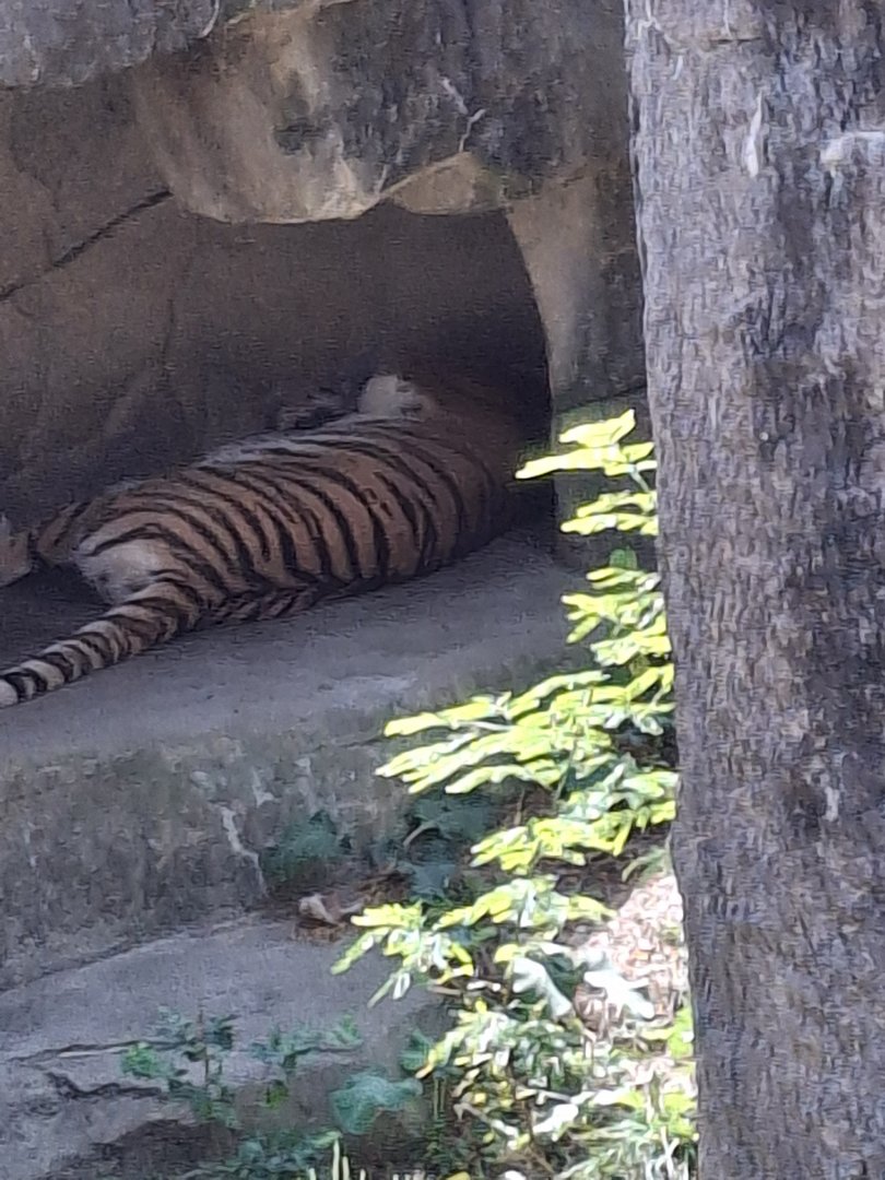 Asia Quest- Amur Tiger