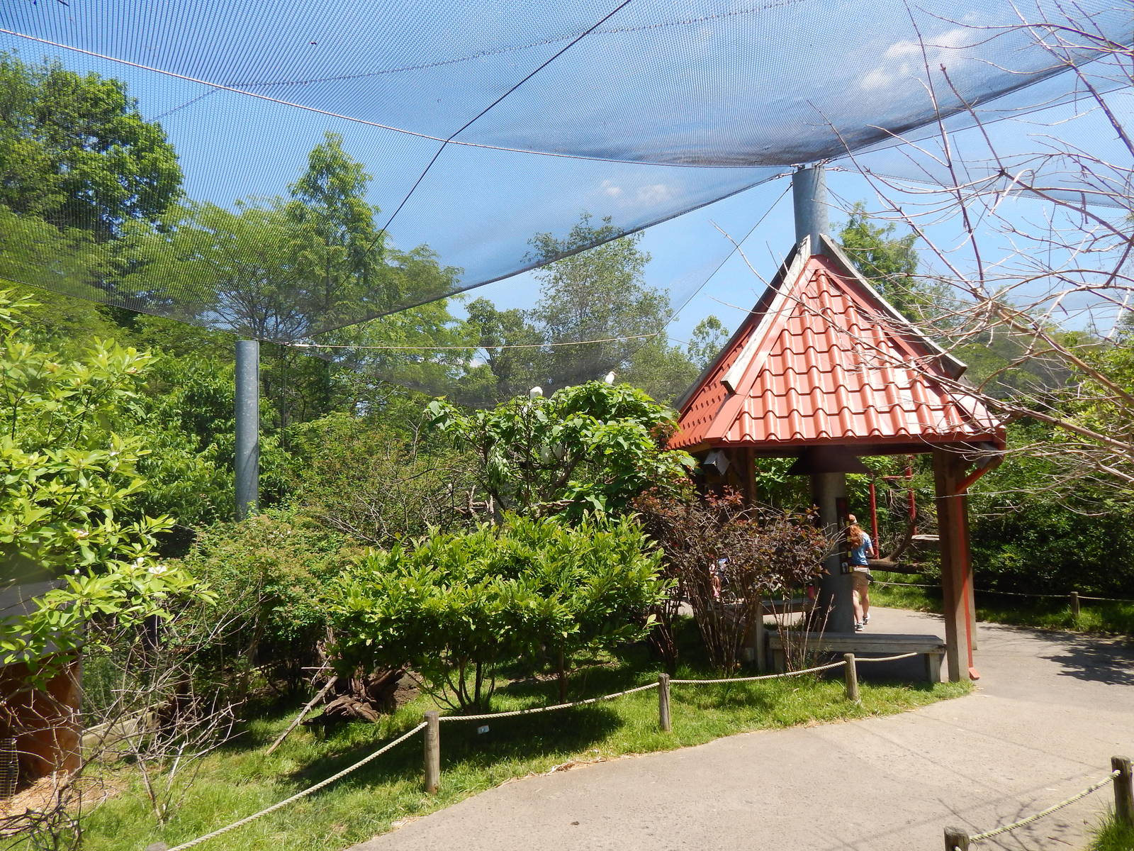 Asia Quest - Asian Aviary (9 Species)