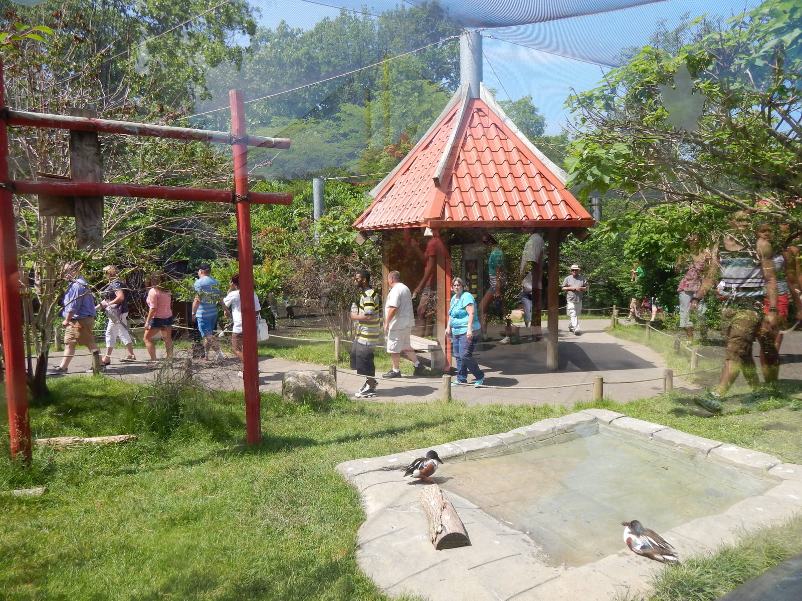 Asia Quest - Asian Aviary (9 Species)
