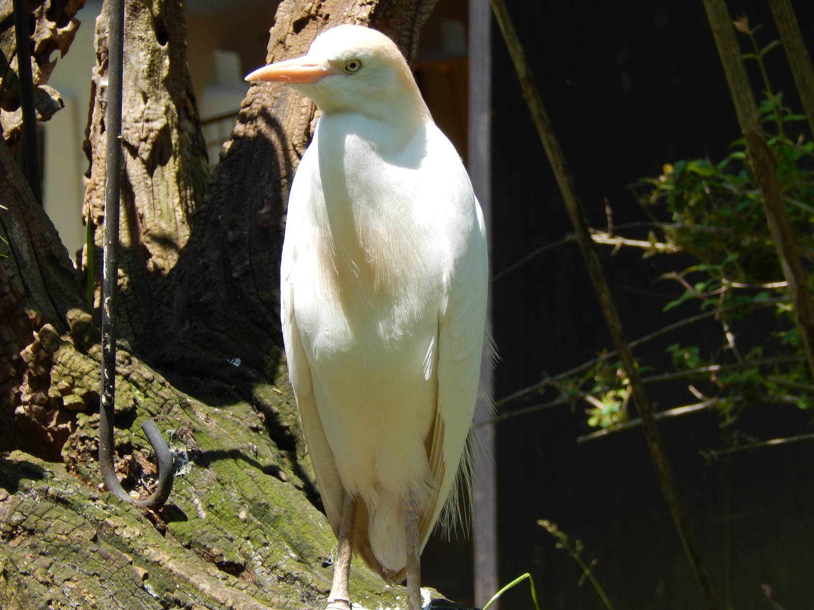 Asia Quest - Asian Aviary - Cattle Egret
