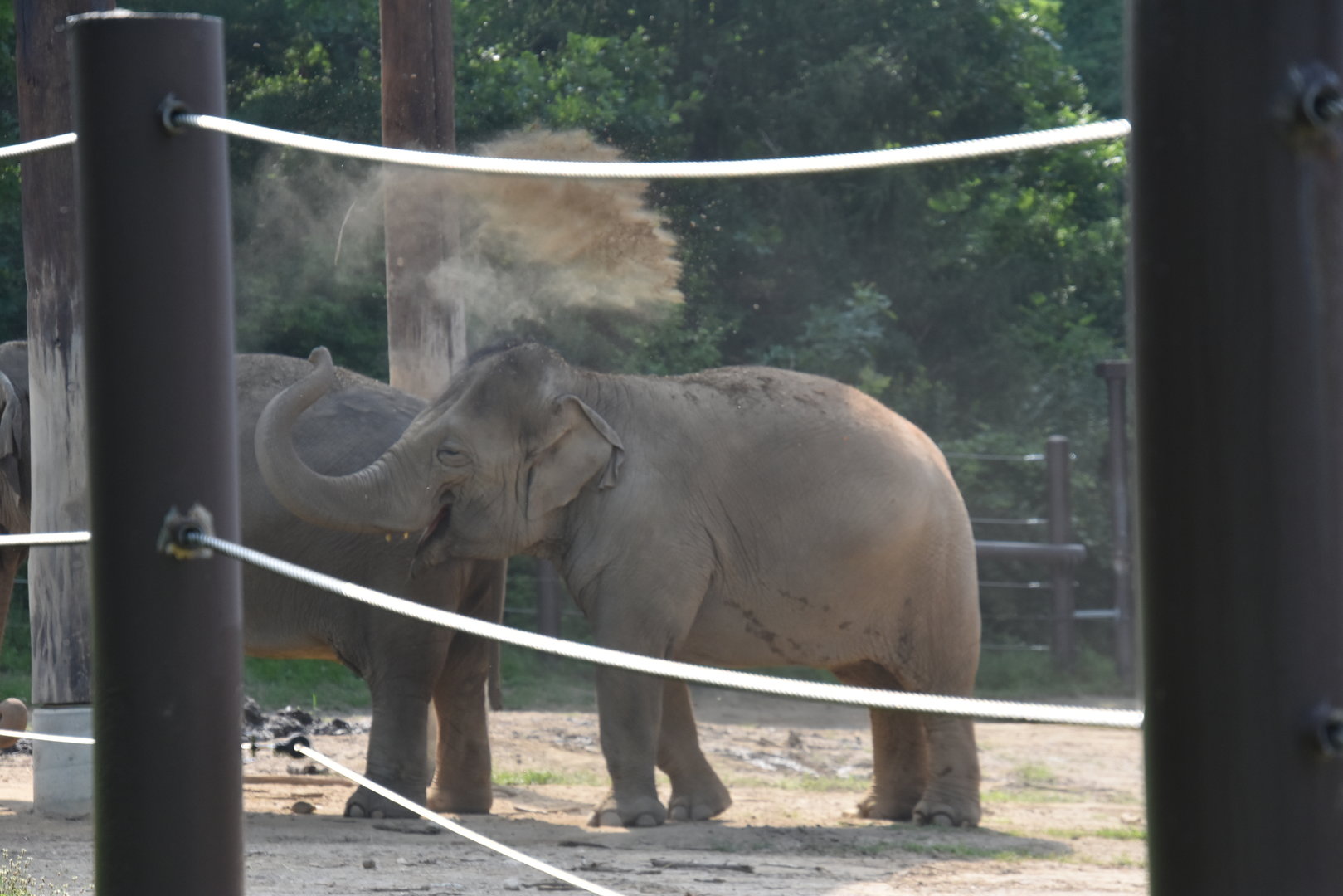 Asia Quest - Asian elephant throwing some dirt