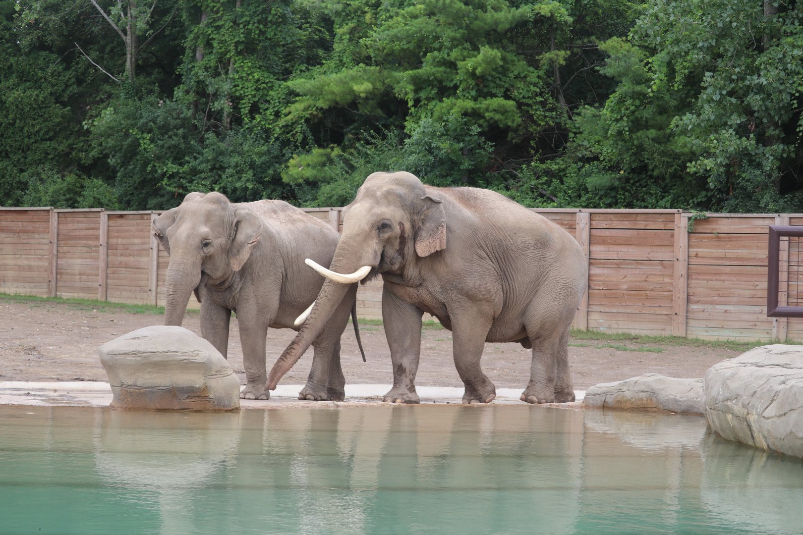 Asia Quest - Asian Elephant