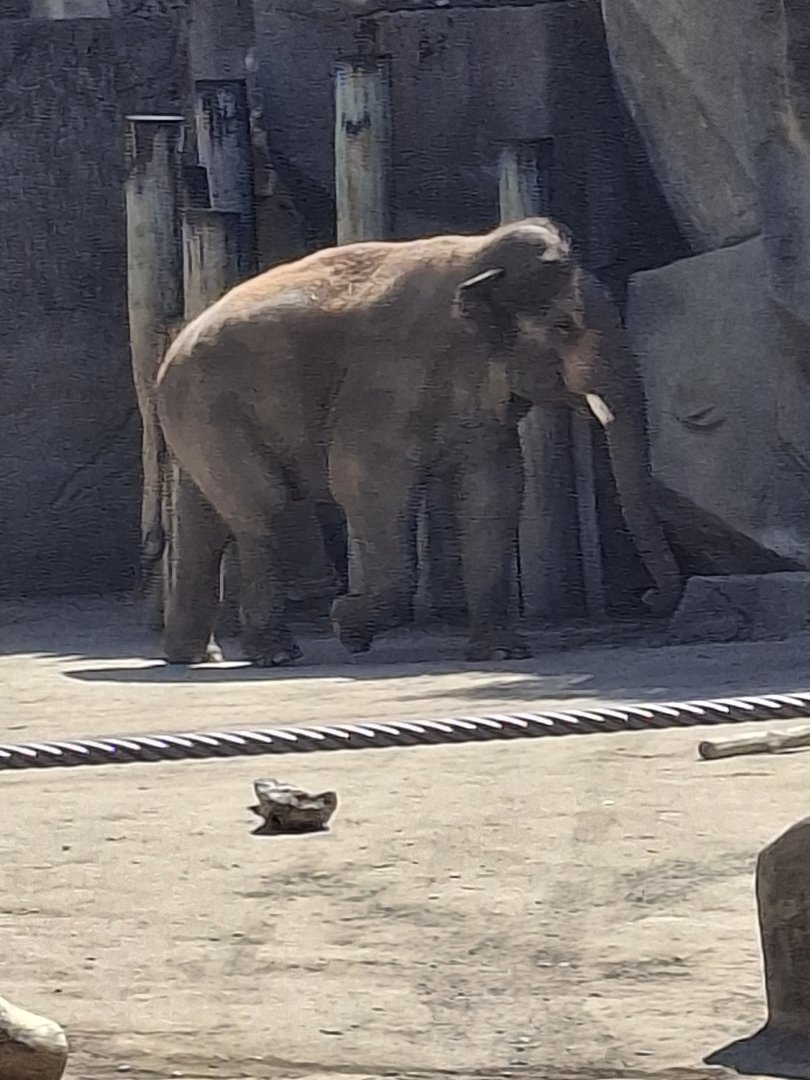 Asia Quest- Asian Elephant