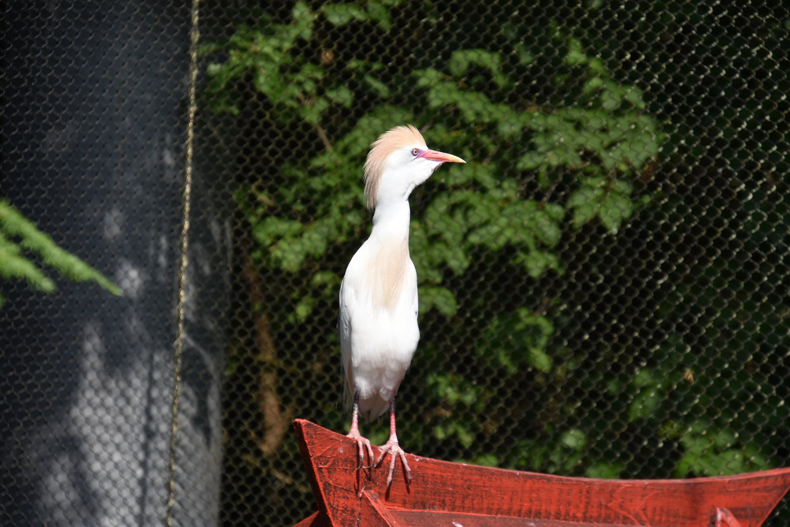 Asia Quest Aviary - Cattle egret