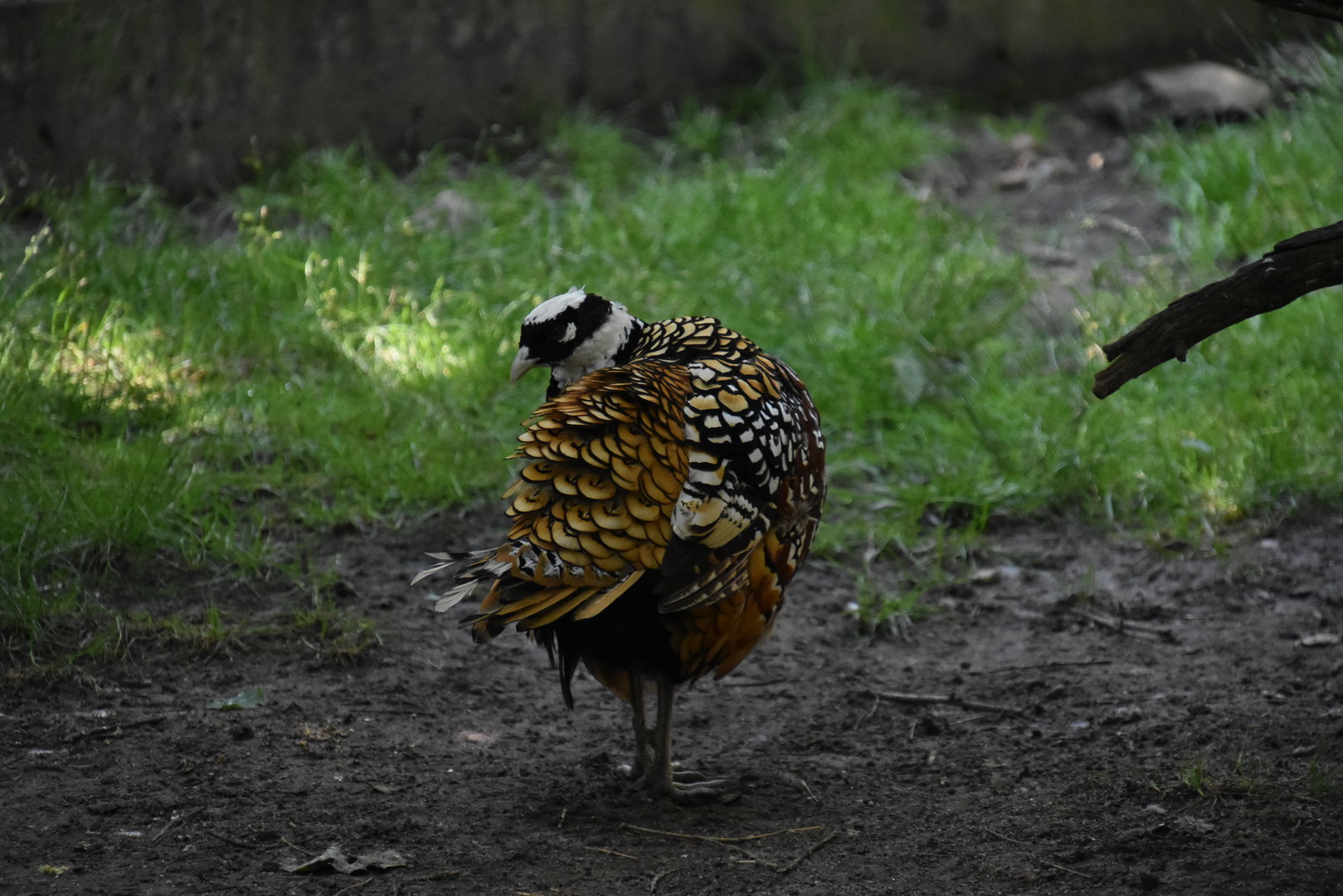 Asia Quest Aviary - Reeves Pheasant
