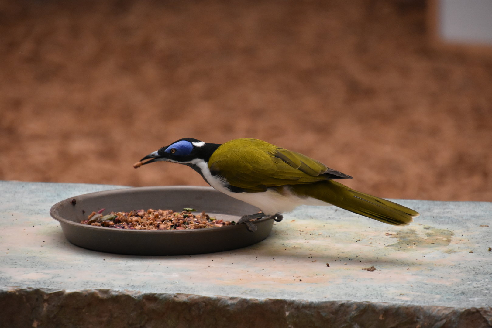 Asia Quest - Blue faced honeyeater