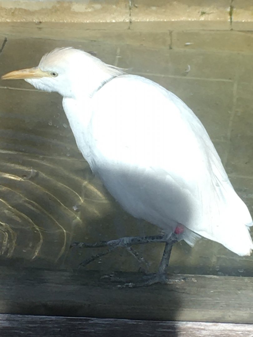 Asia Quest - Cattle Egret