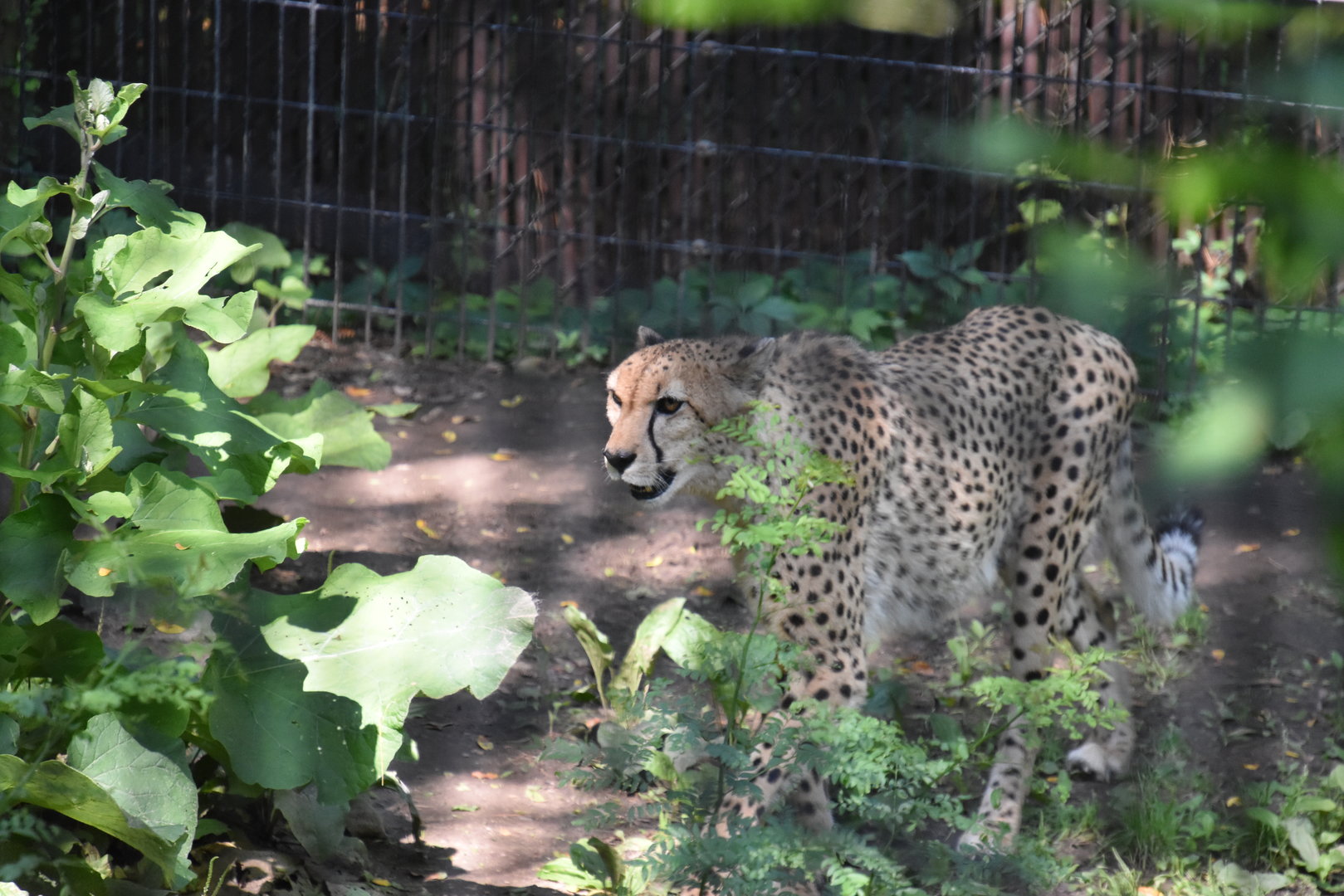 Asia Quest - Cheetah