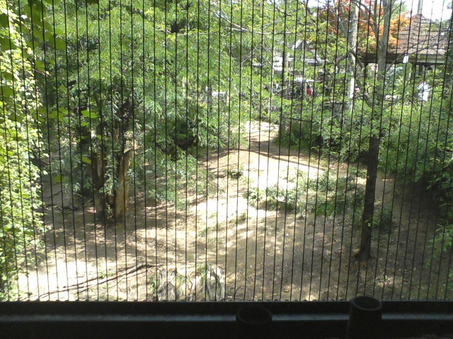 Asia Quest- First African Lion exhibit