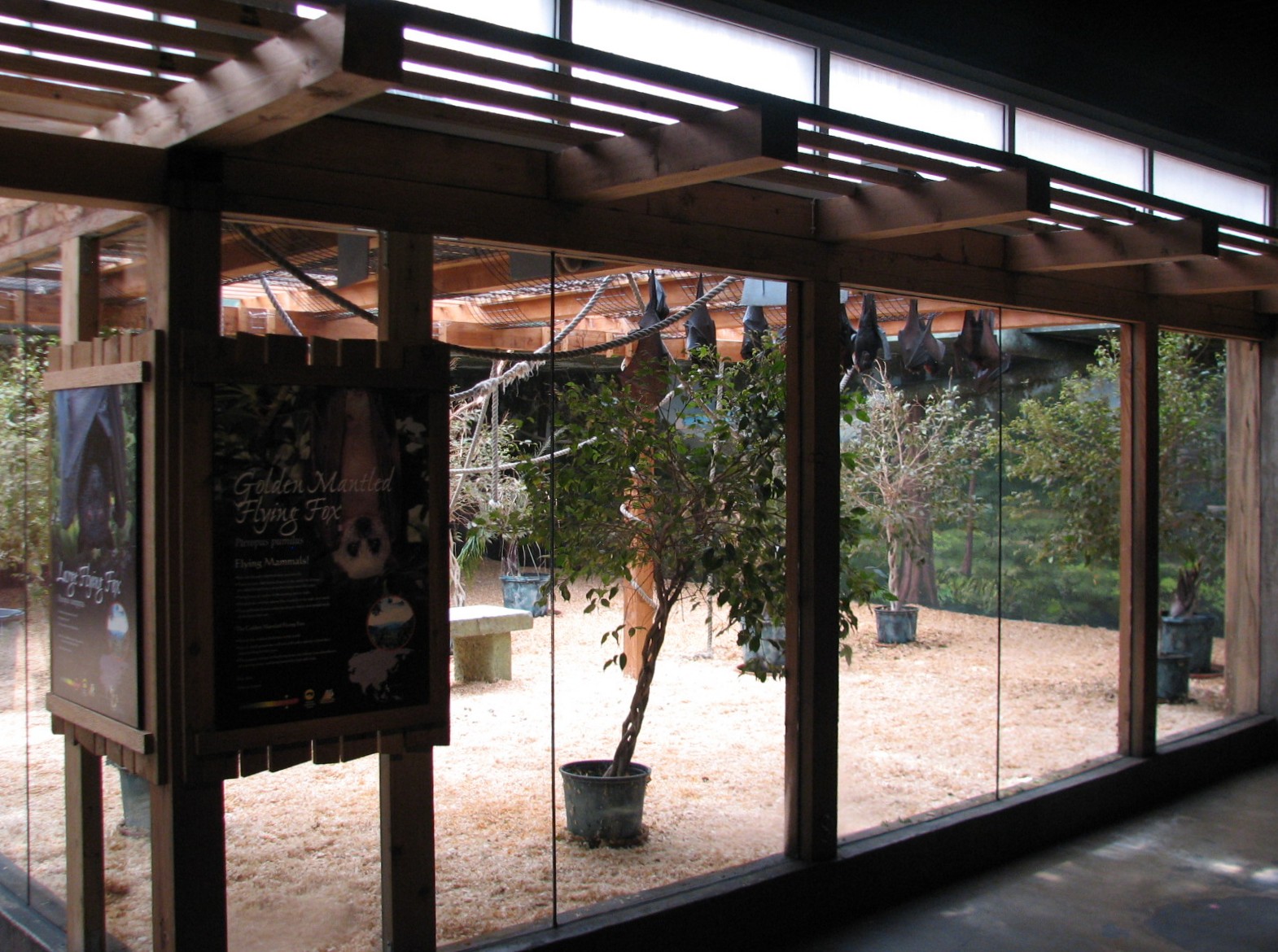 Asia Quest - Flying Fox Exhibit